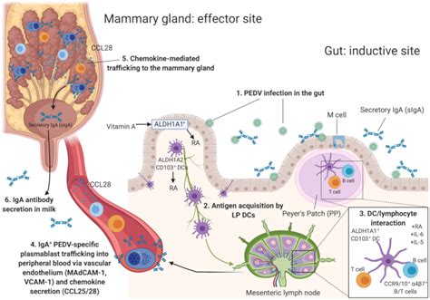 Immune responses to porcine epidemic diarrhea virus (PEDV) in .